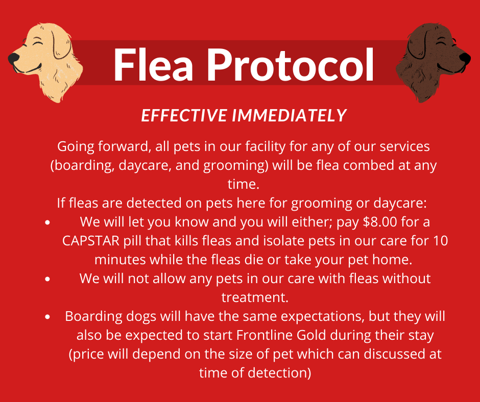 Dog Boarding Dog Kennel Greenwood, IN