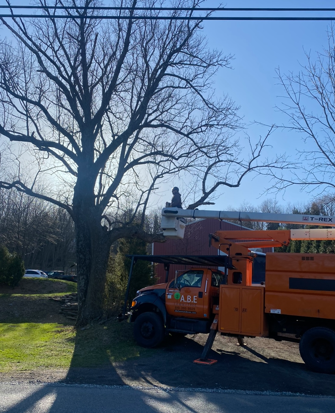 Expert Tree Trimming Services | Lehigh Valley, PA | Allentown, PA