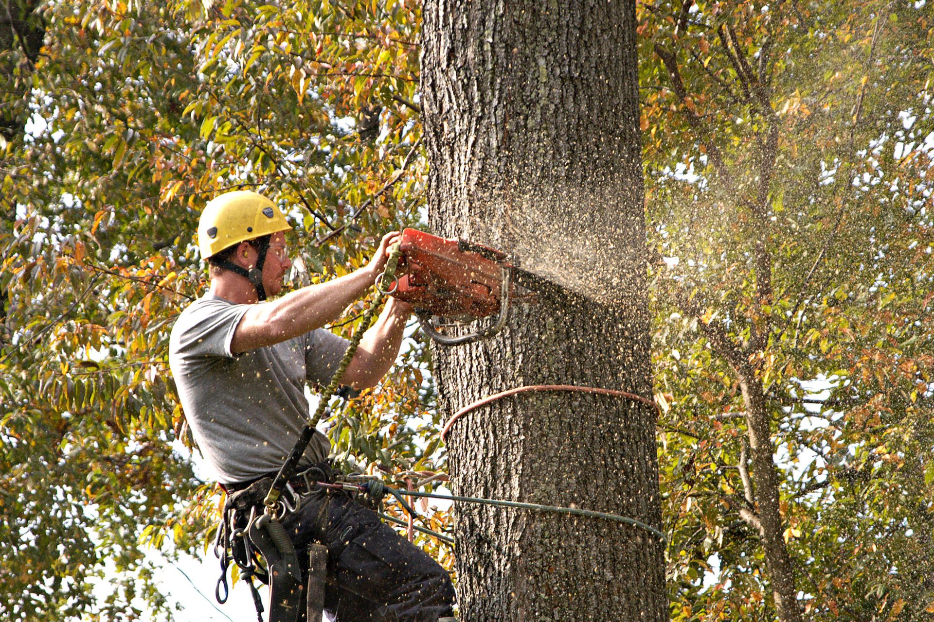 Tree Care Cape Coral, FL Elite Tree Service LLC