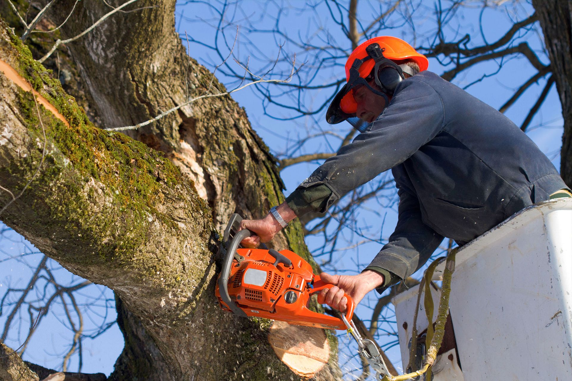 Tree Care Cape Coral, FL Elite Tree Service LLC