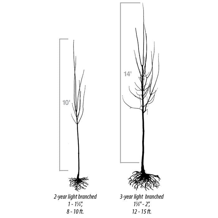 Gallery | Trees 'N' Scapes