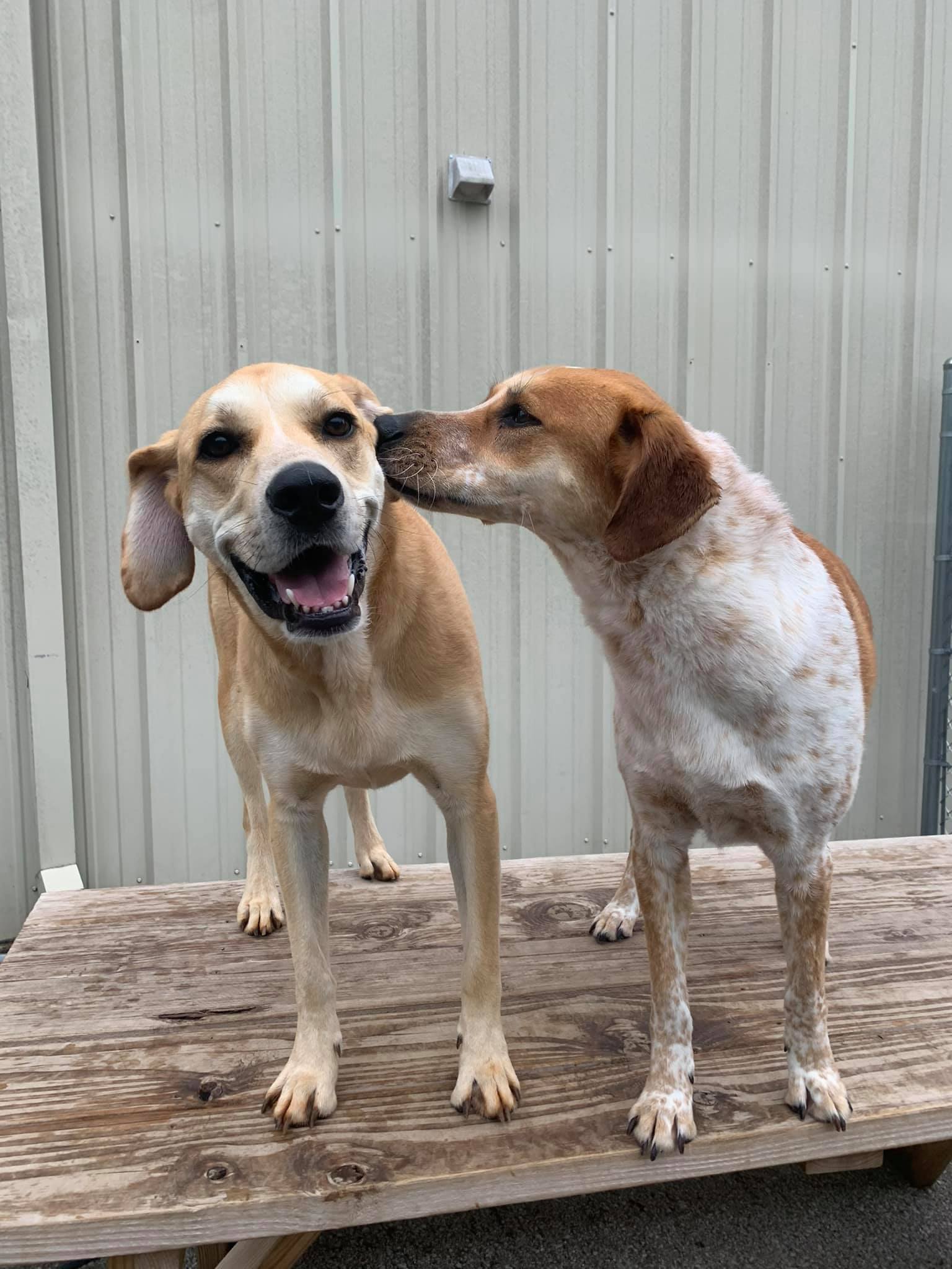 My 4 Dogs Academy & Spa Dog Boarding Murfreesboro, TN