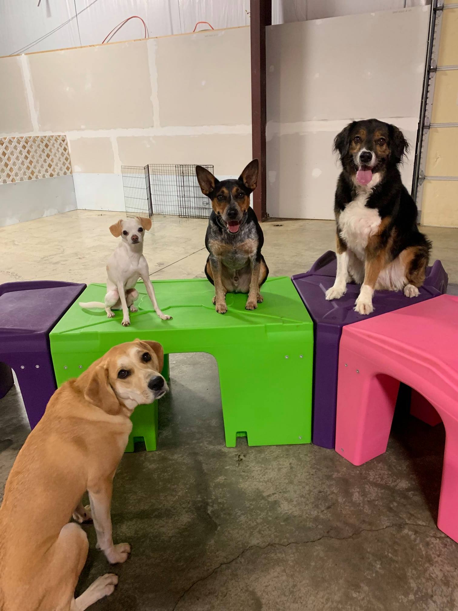 My 4 Dogs Academy & Spa Dog Boarding Murfreesboro, TN