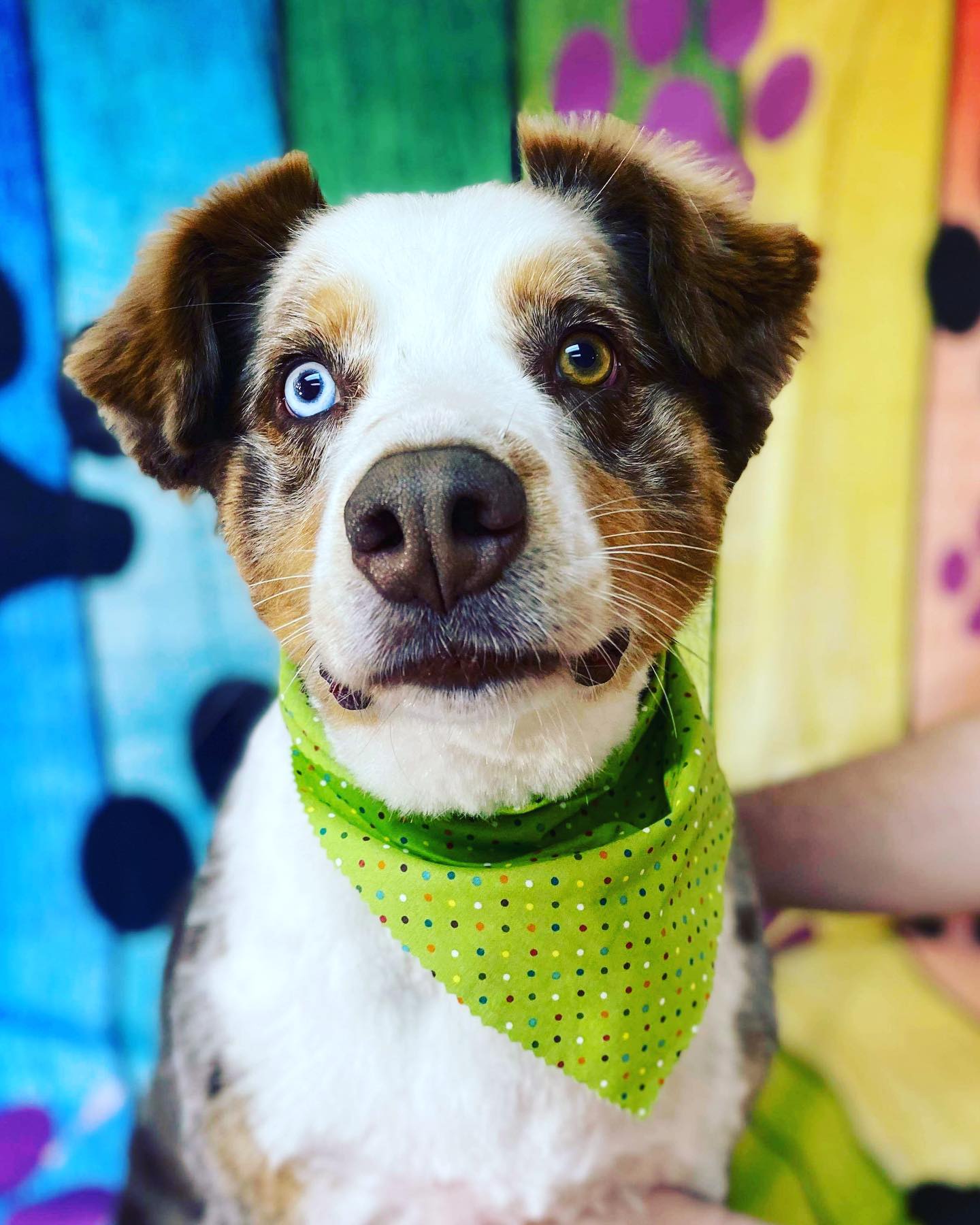 Pet Grooming Grooming Salon Murfreesboro, TN