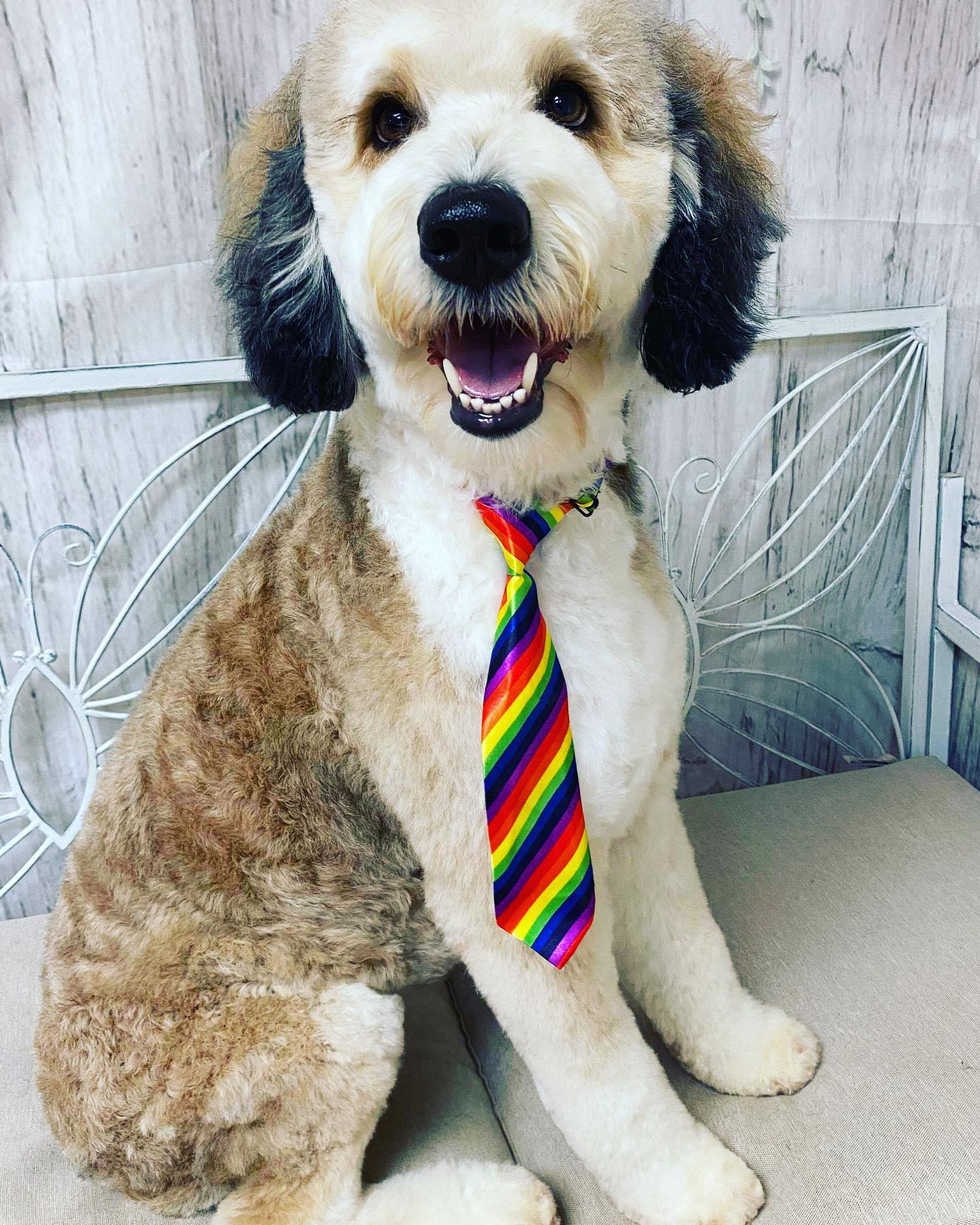 Pet Grooming Grooming Salon Murfreesboro, TN