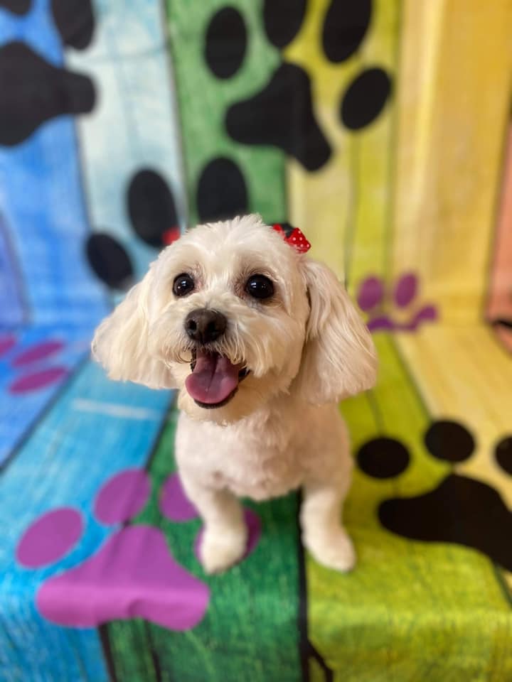 Pet Grooming Grooming Salon Murfreesboro, TN