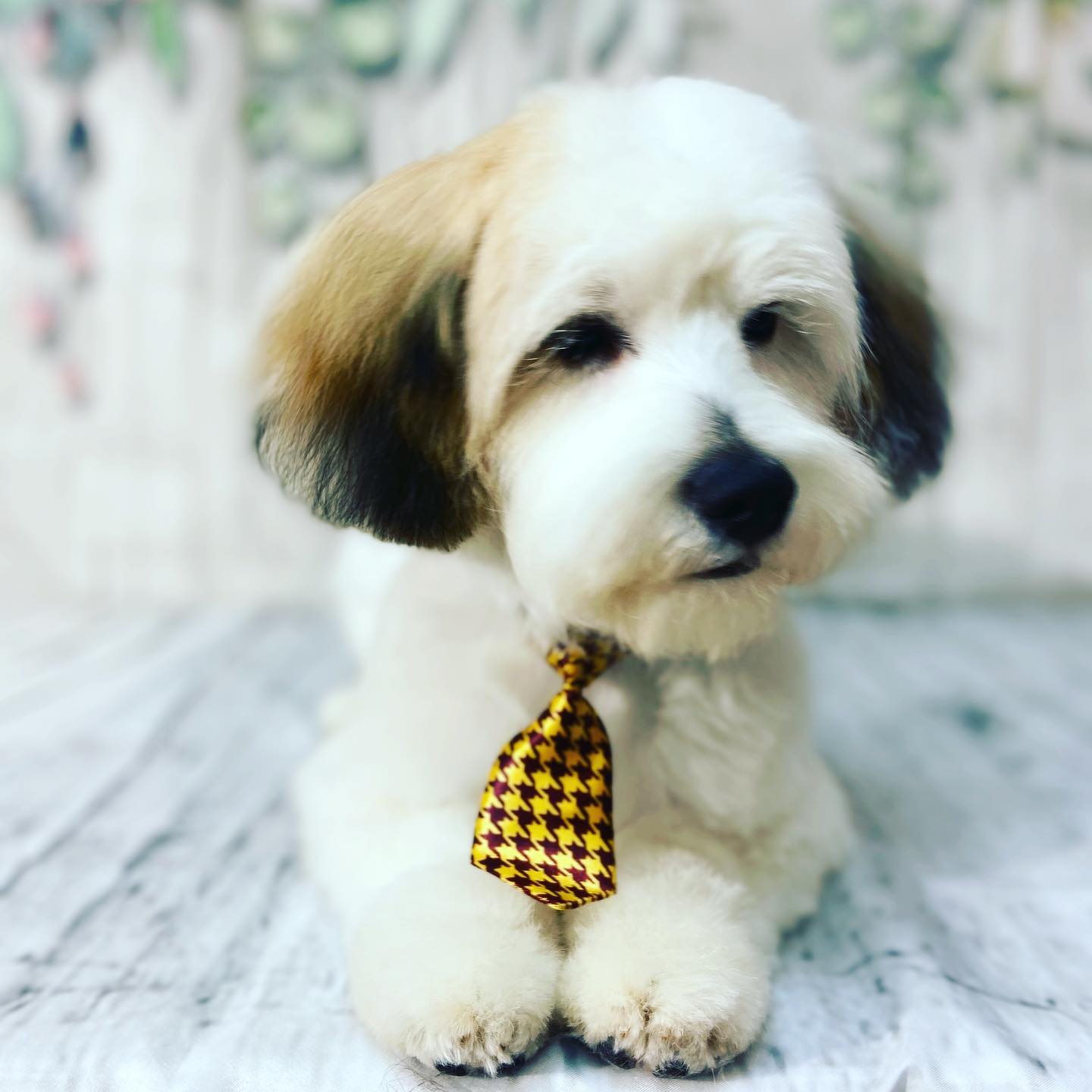 Pet Grooming Grooming Salon Murfreesboro, TN