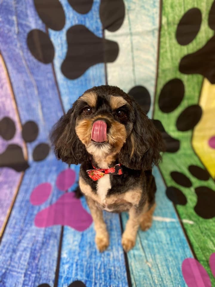 Pet Grooming Grooming Salon Murfreesboro, TN