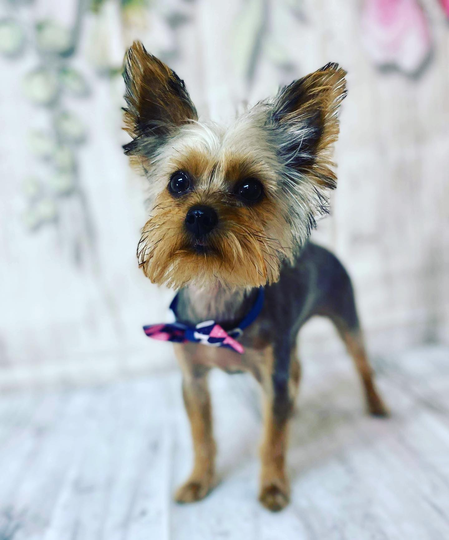 Pet Grooming Grooming Salon Murfreesboro, TN