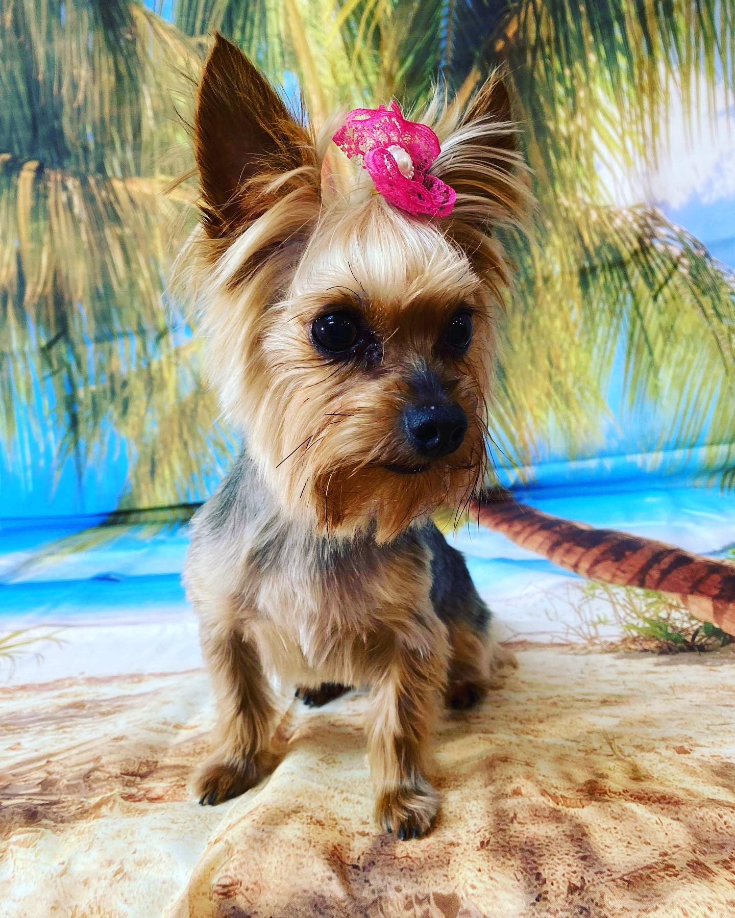 Pet Grooming Grooming Salon Murfreesboro, TN