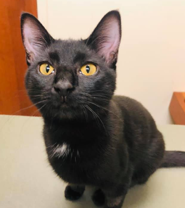 Veterinary Hospital Alexandria Pet Clinic & Veterinarian Alexandria, VA