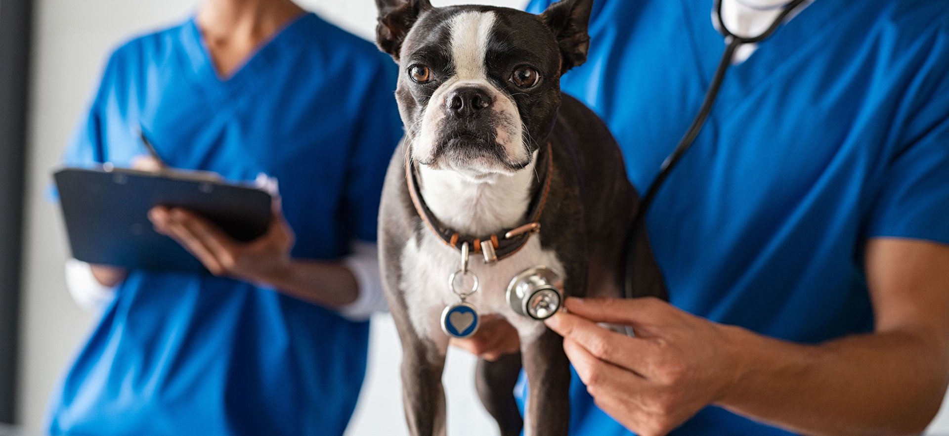 Veterinary Hospital Alexandria Pet Clinic & Veterinarian Alexandria, VA