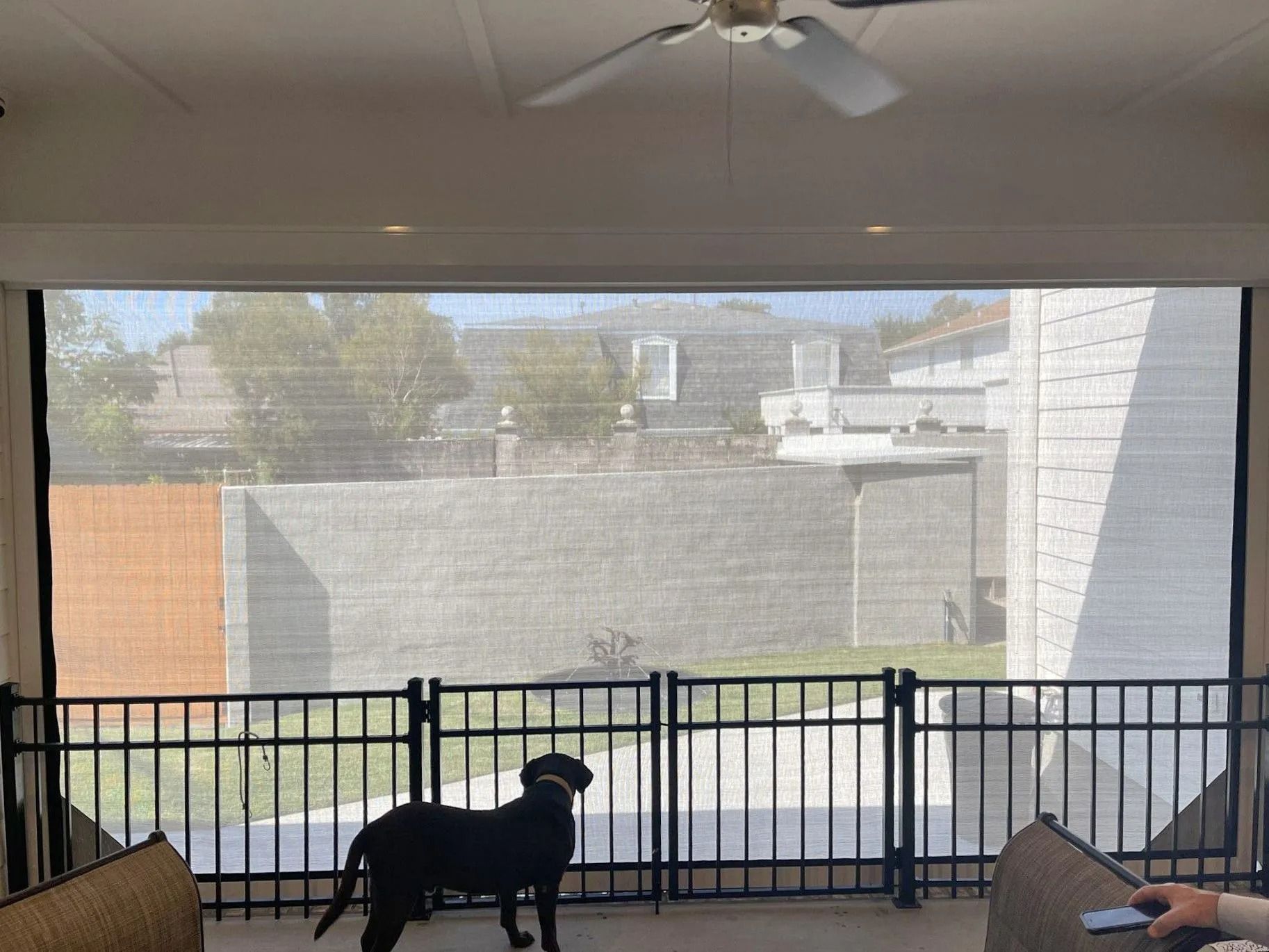 Black dog sitting on a screened porch, looking out over a railing at neighboring buildings.