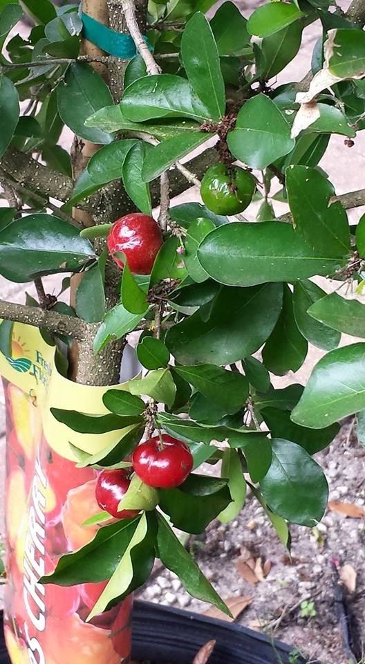 Fruit Trees Vegetable Plants Newberry, FL