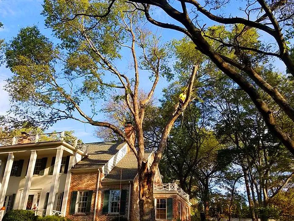 Tree Service Murfreesboro Smyrna Barber's Tree Service