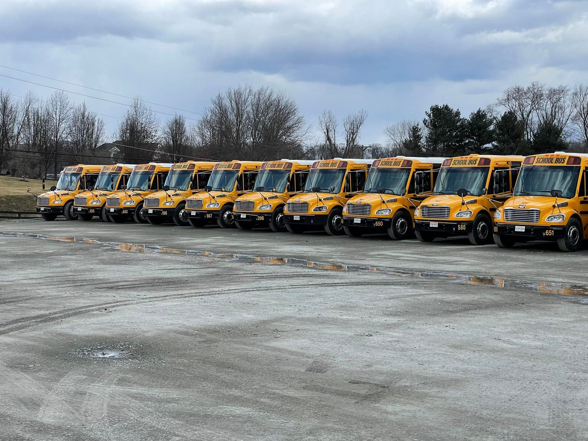 A row of school buses are parked in a parking lot
