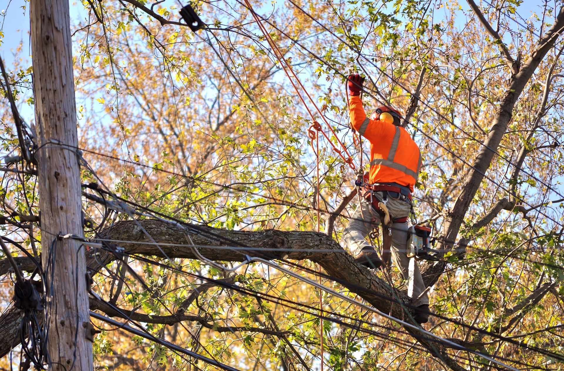 Pope Tree Service Tree Removal | Washington County, OR | Joe Grab Tree Service