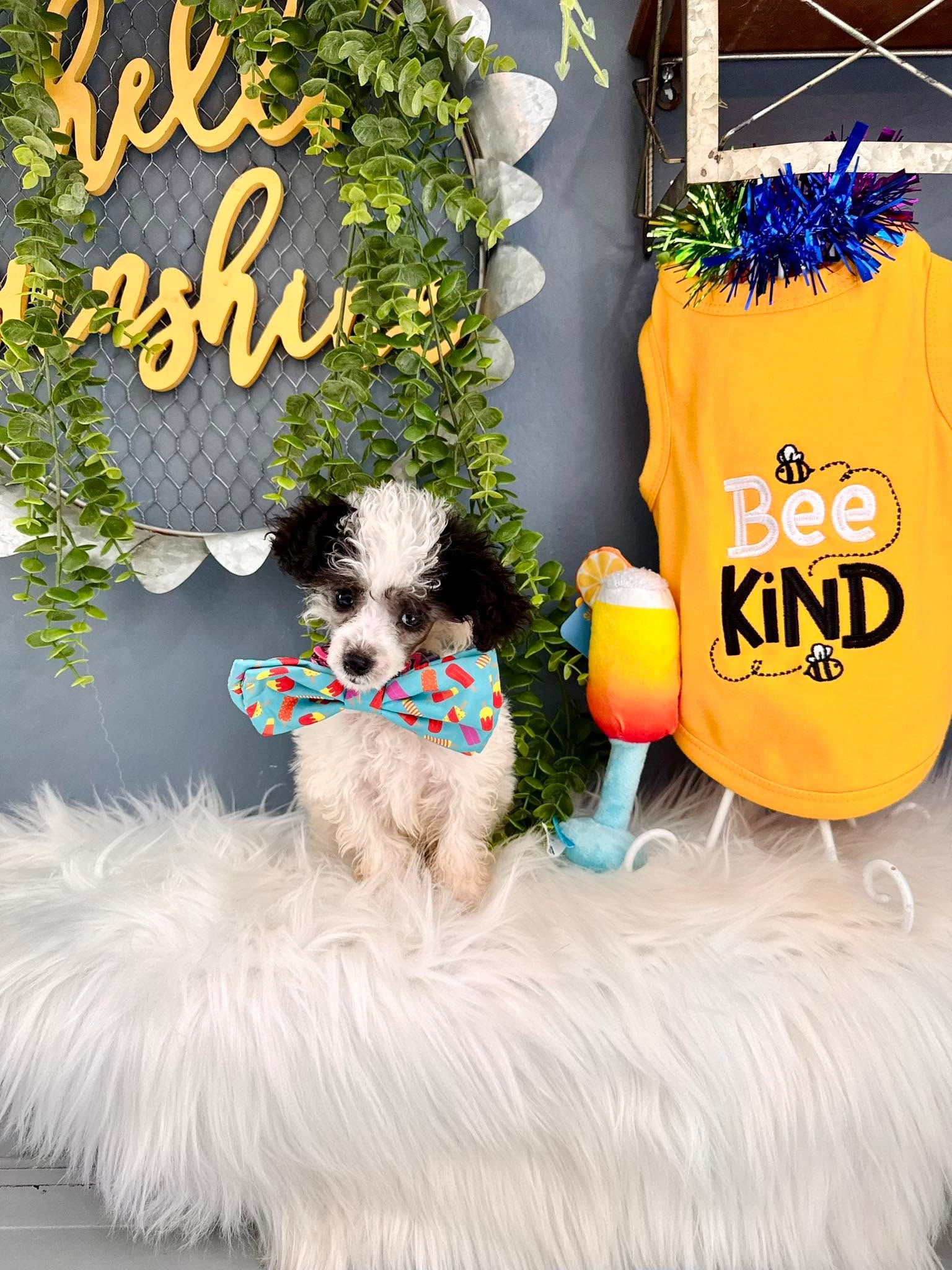 Male Toy Poodle
