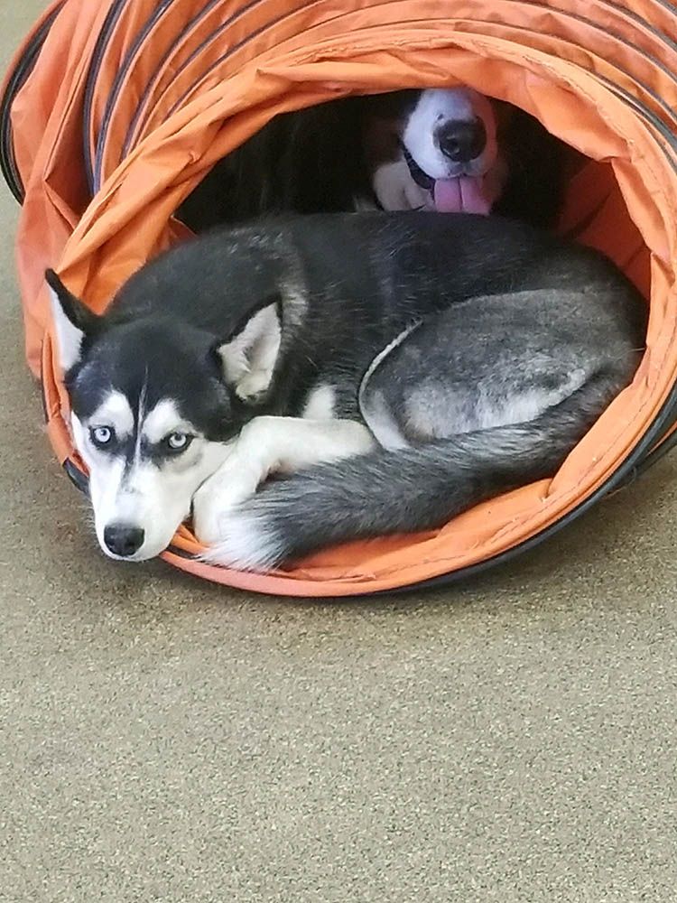 Dog and Cat Grooming Service Alta Pet Center Upland, CA