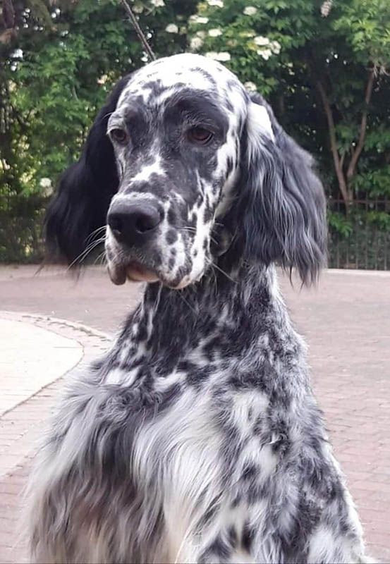 Dog and Cat Grooming Service Alta Pet Center Upland, CA