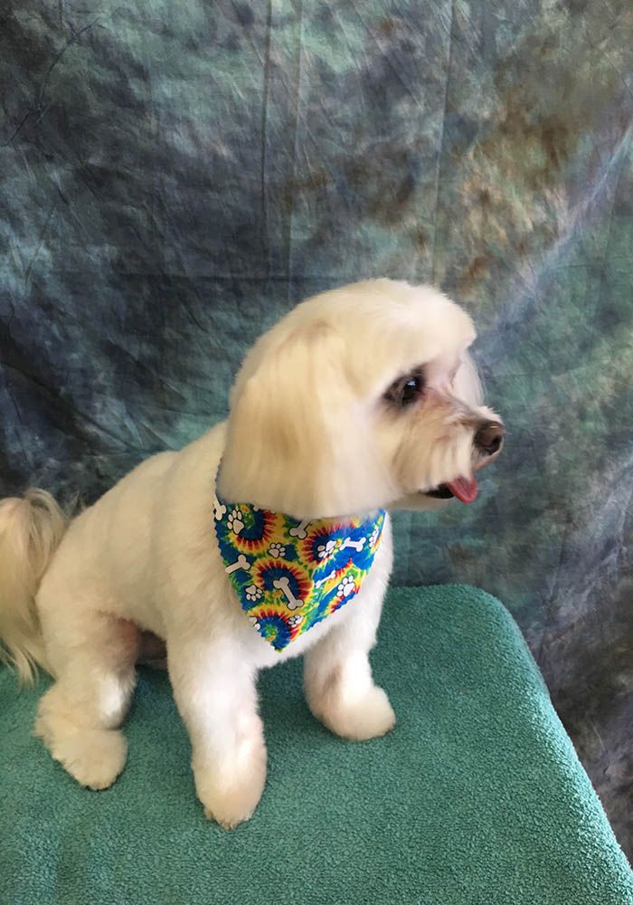 Dog and Cat Grooming Service Alta Pet Center Upland, CA