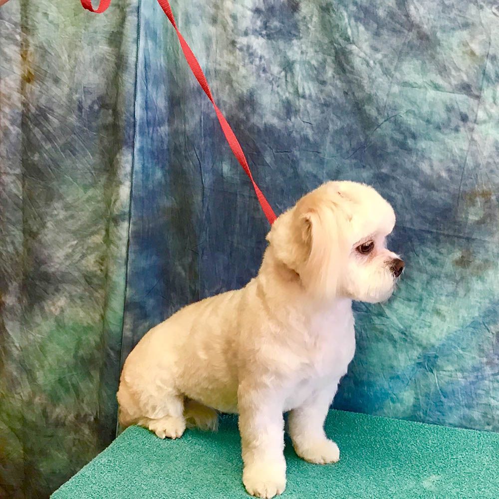 Dog and Cat Grooming Service Alta Pet Center Upland, CA