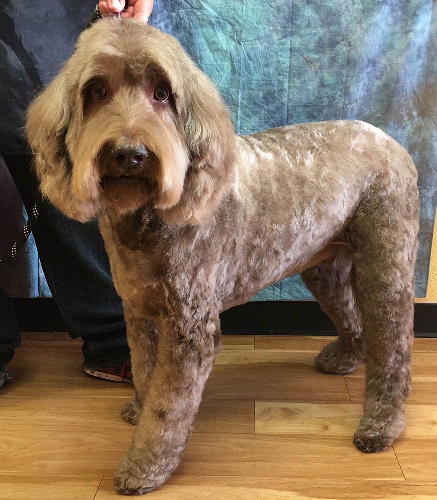 Dog and Cat Grooming Service Alta Pet Center Upland, CA