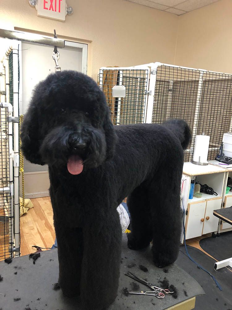 Dog and Cat Grooming Service Alta Pet Center Upland, CA