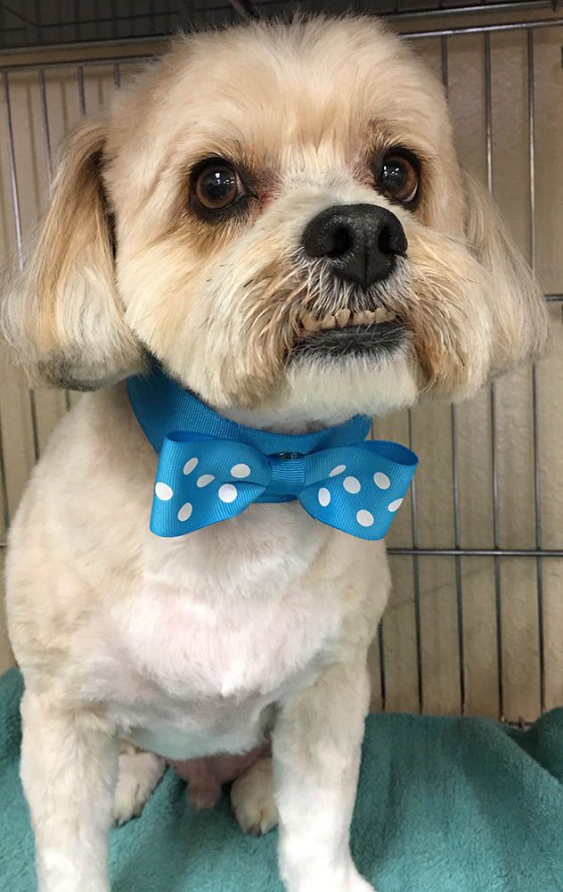 Dog and Cat Grooming Service Alta Pet Center Upland, CA