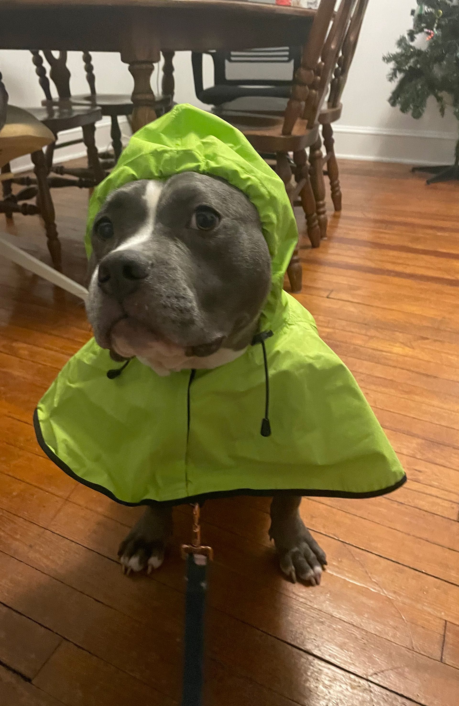 Dog wearing a bright green raincoat, looking concerned, standing on hardwood floor.