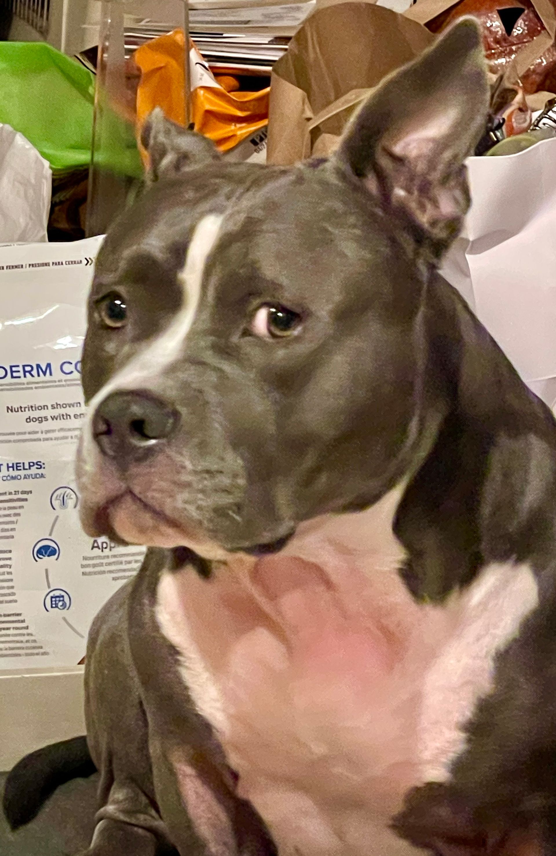 A gray and white pit bull with a concerned expression, indoors.