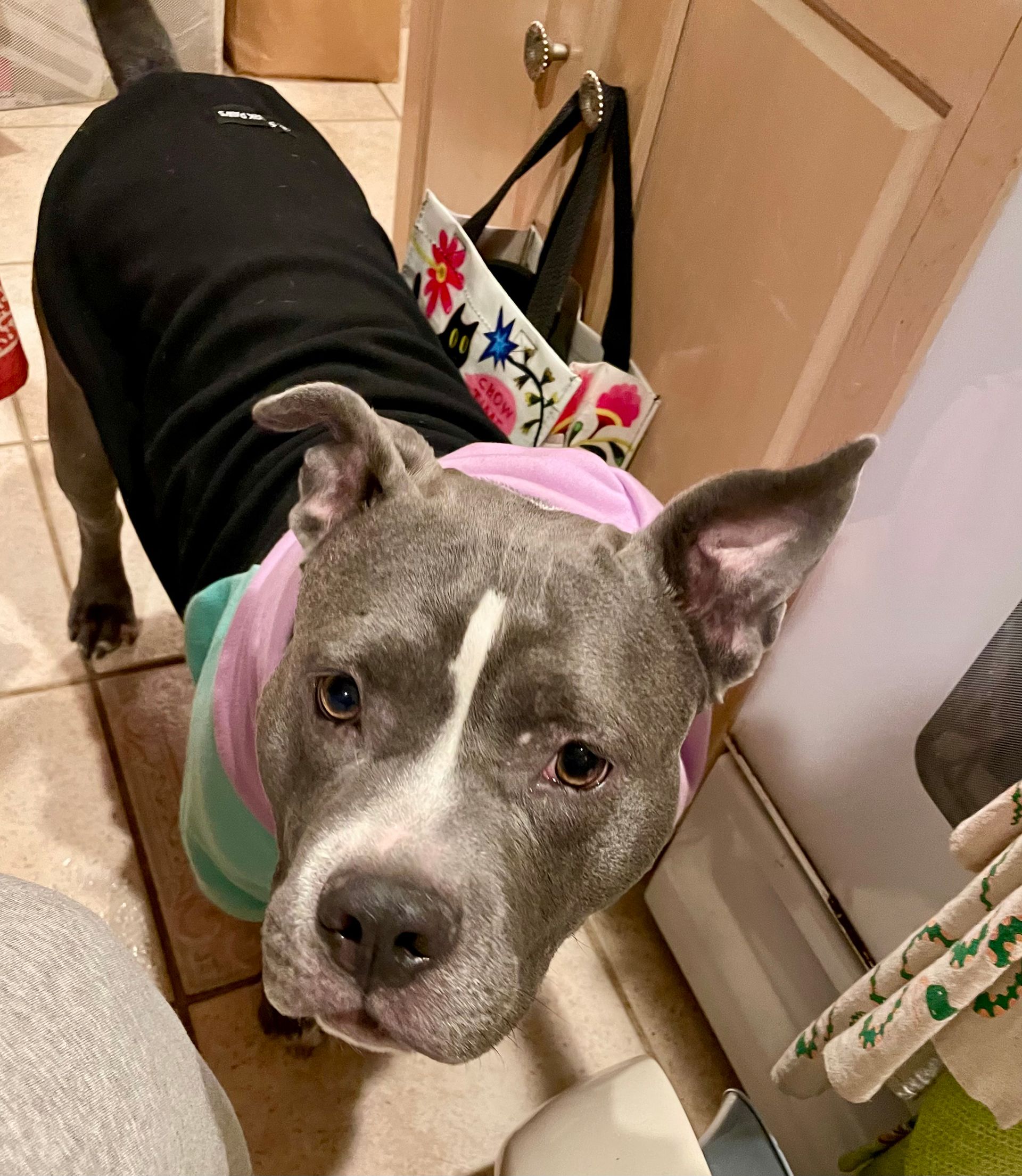 Gray pitbull dog wearing a pink, blue, and black hoodie looking up at the camera.