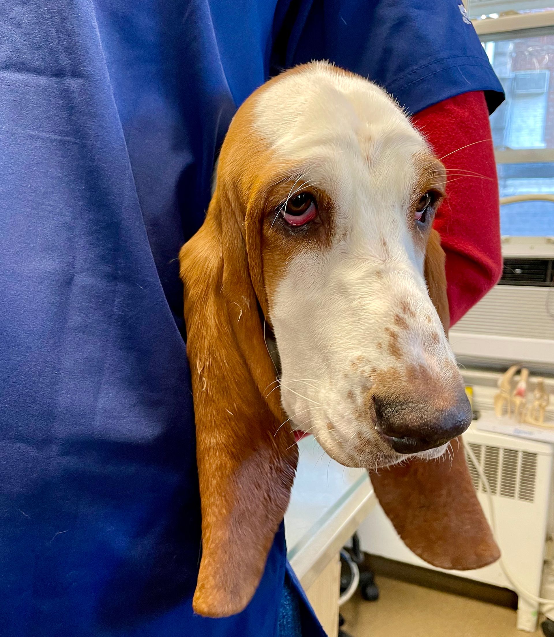 Basset Hound held by a person in a blue shirt. Brown and white dog, droopy eyes, long ears. Indoor setting.