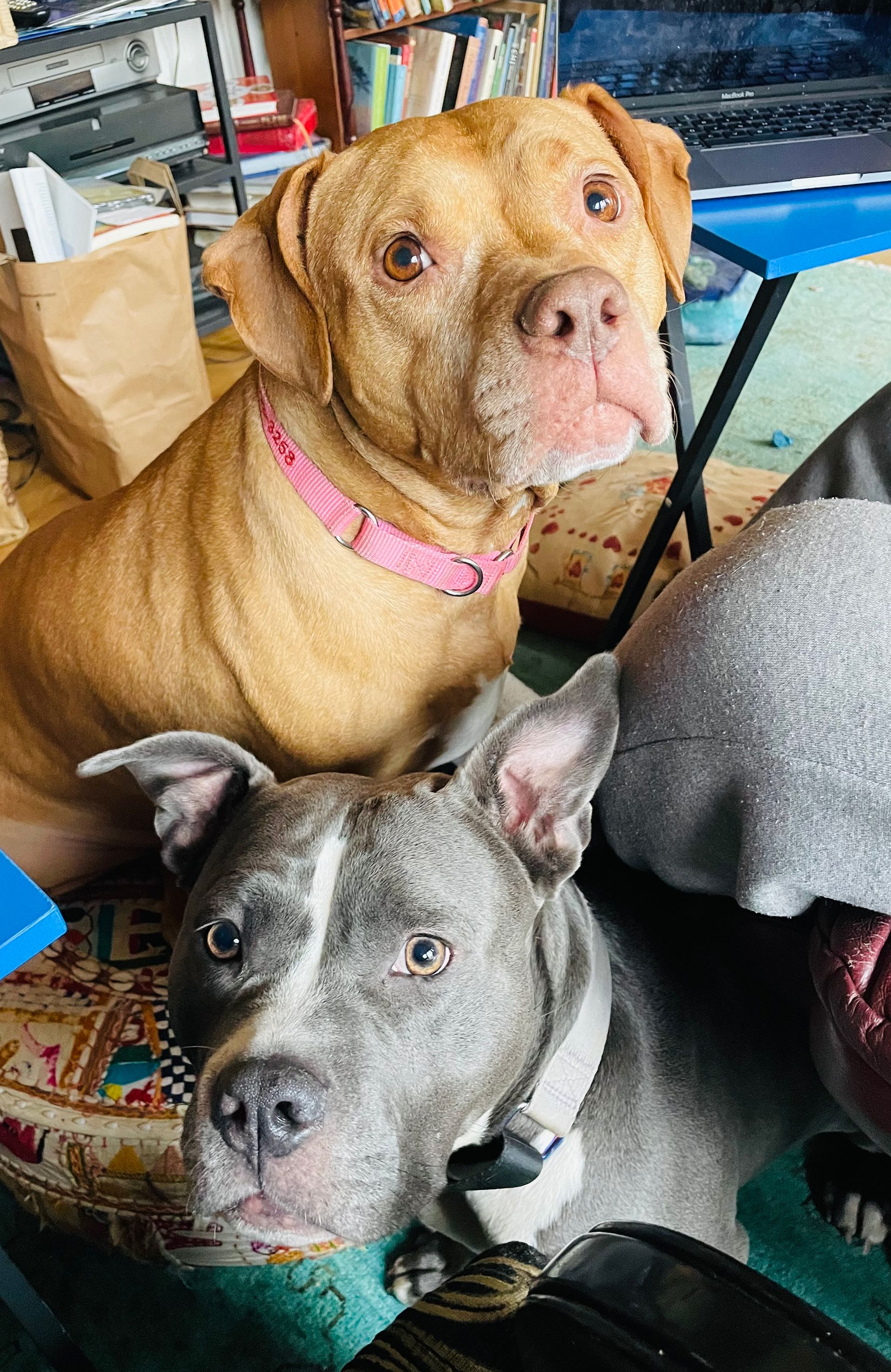 Two pit bull dogs, one tan and one gray, looking upwards.