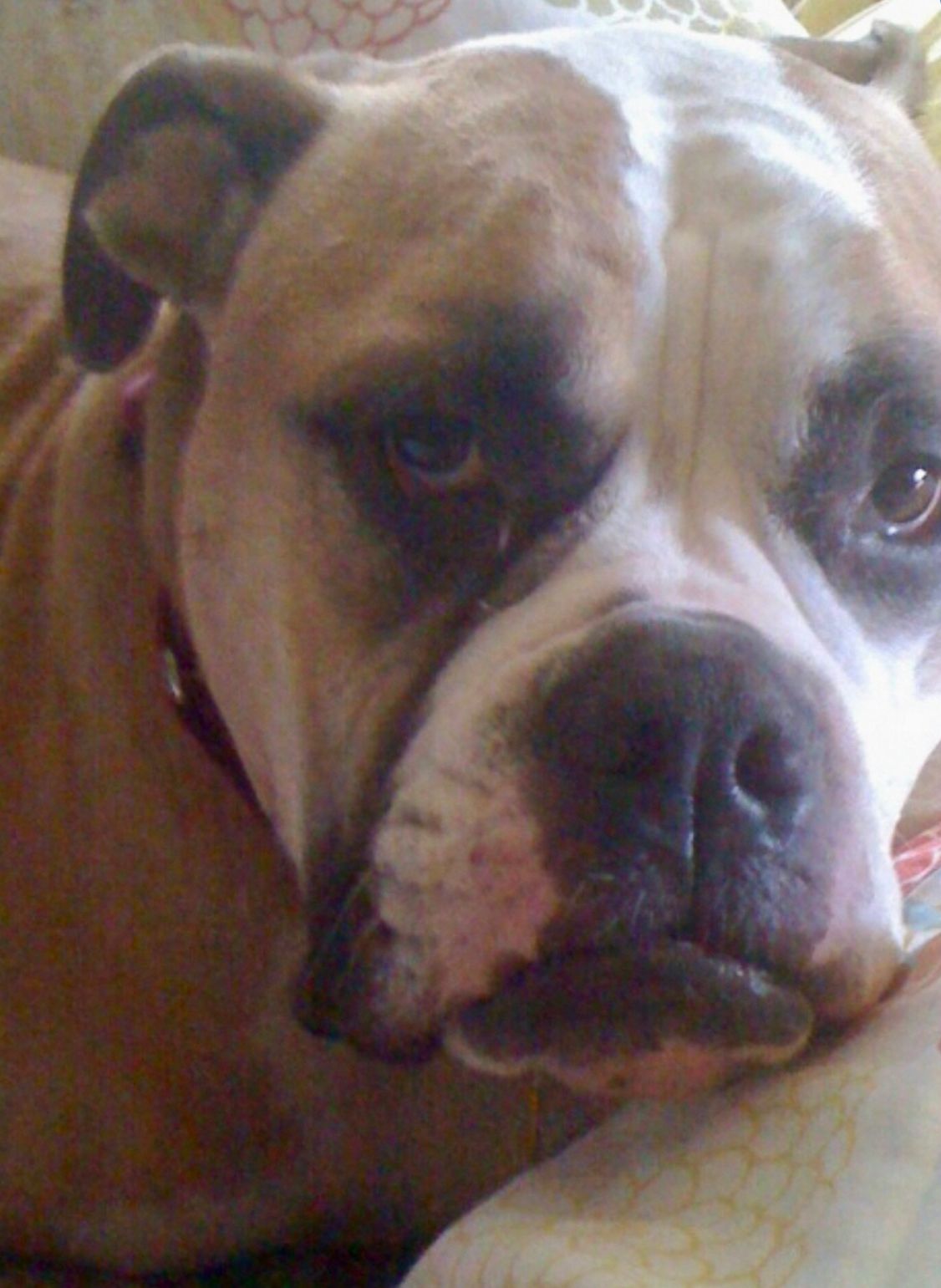 Brown and white Boxer dog with a sad expression, resting.