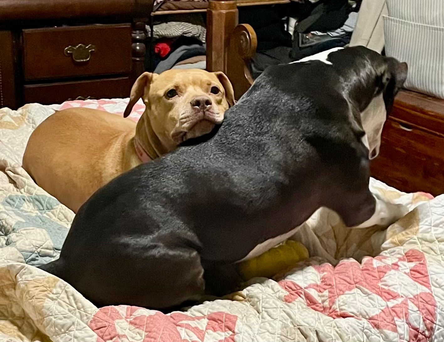 Two dogs, one tan, one black and white, cuddle on a bed with a quilted comforter.