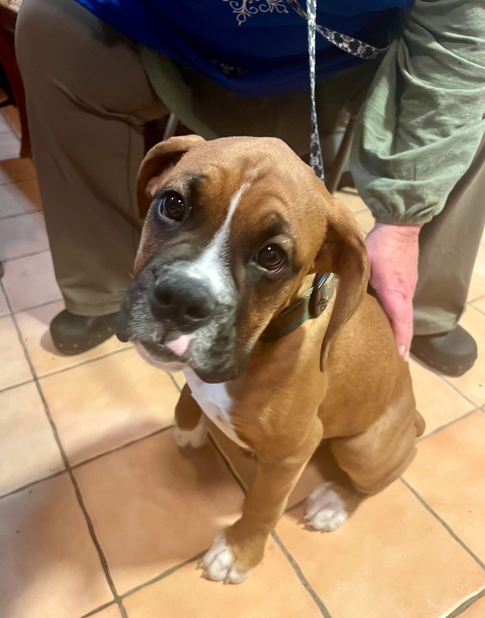 Brown and white boxer dog sitting, tongue out, looking up.