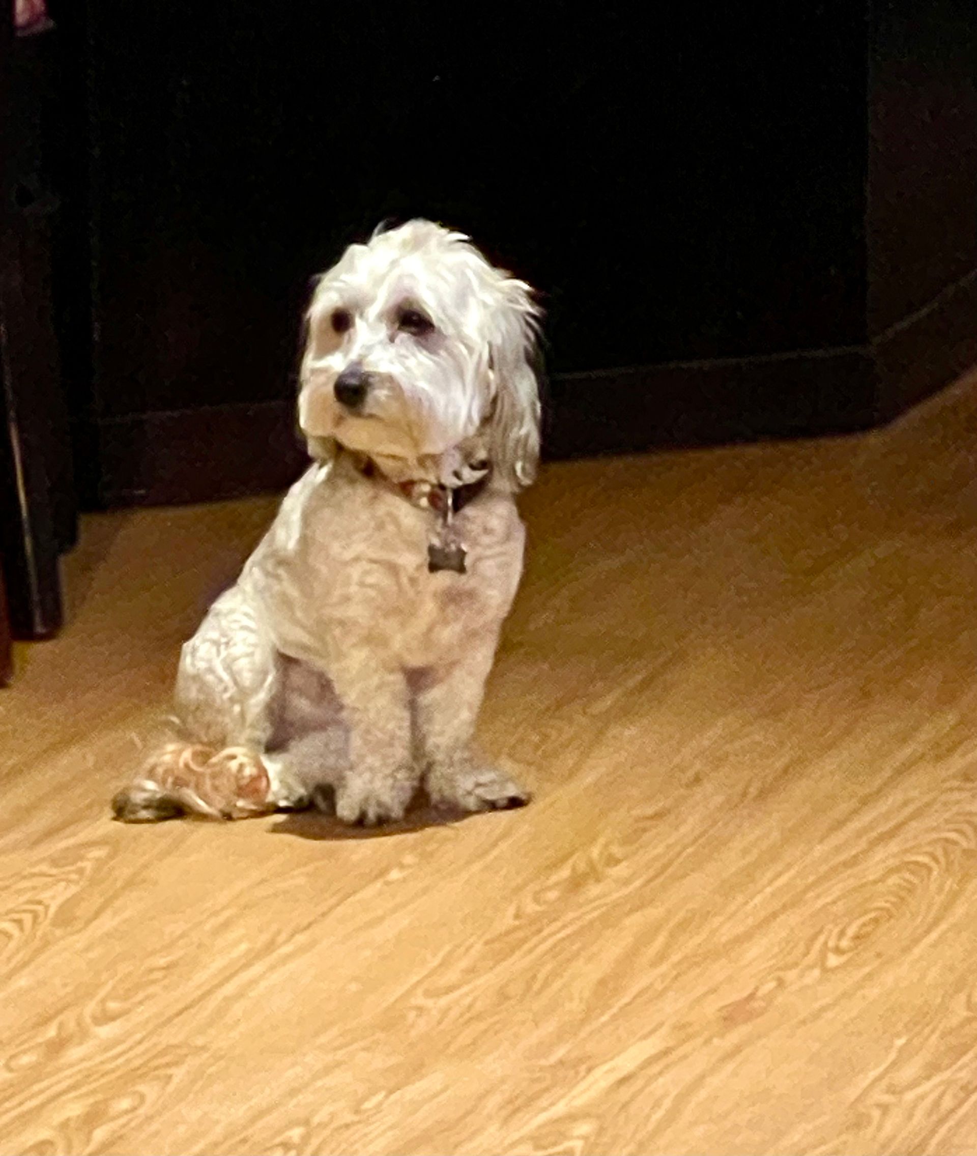 White fluffy dog sitting on a wooden floor, looking to the side with a serious expression.