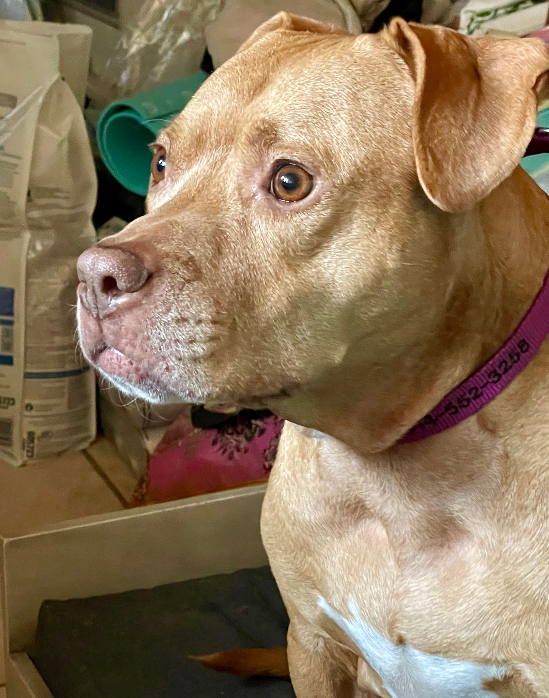 Tan pit bull with a pink collar, looking to the side with a focused expression.