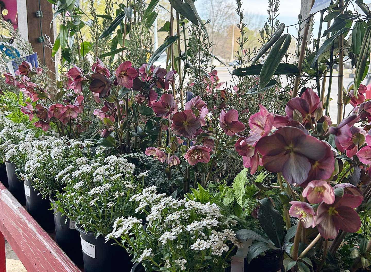 Plants Green Valley Nursery & Landscaping Florence, AL