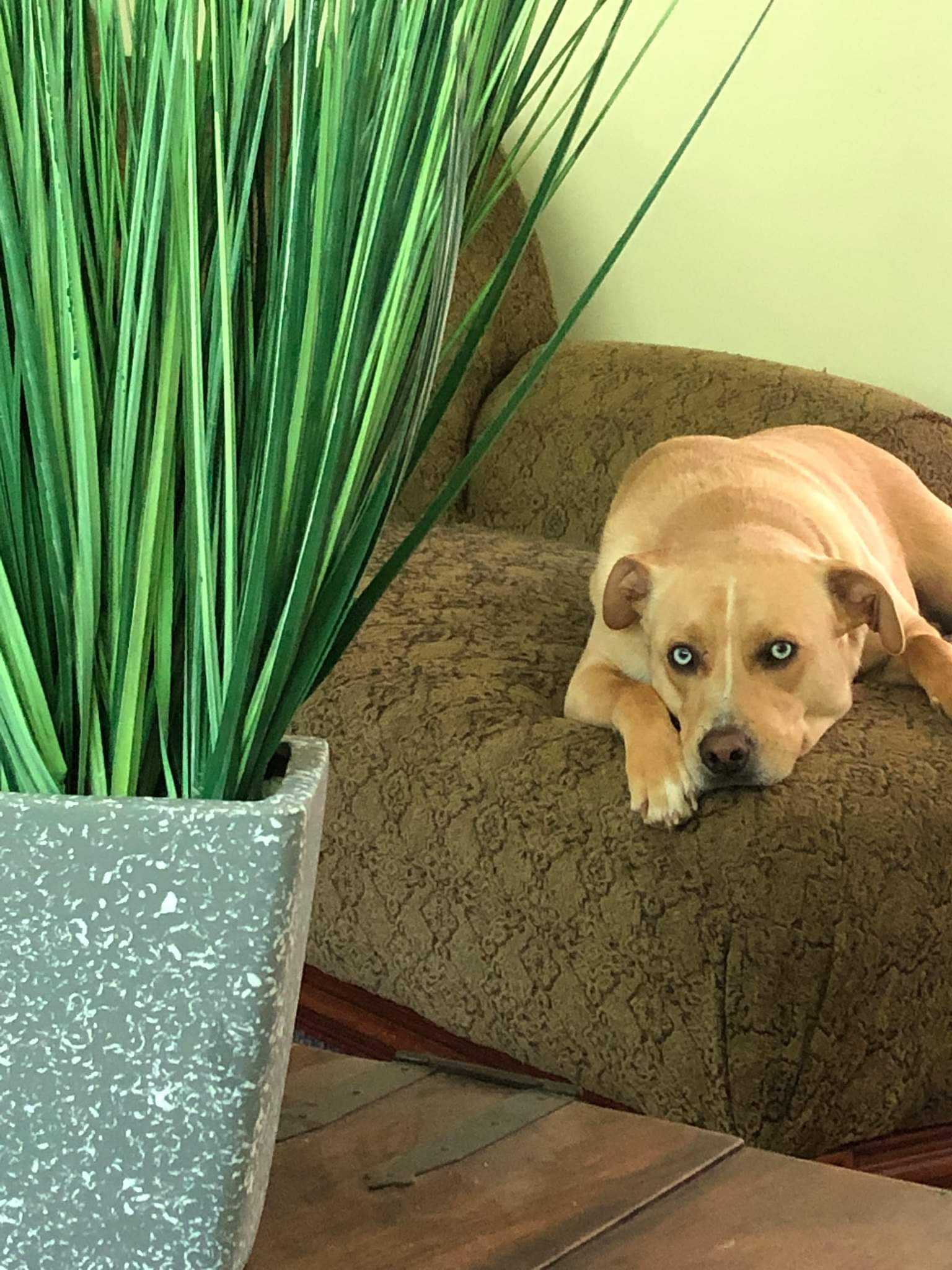 About Carpet Plus Floors Carpet Cleaning West Chester, PA Carpet Cleaner