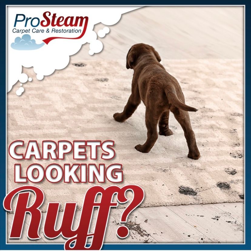 Before/After Gallery Pro Steam Carpet Care & Restoration