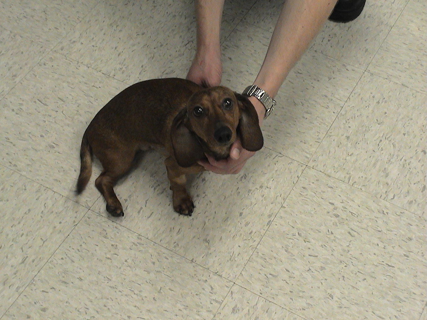 All Pets Veterinary Clinic Pet Health Cases IL