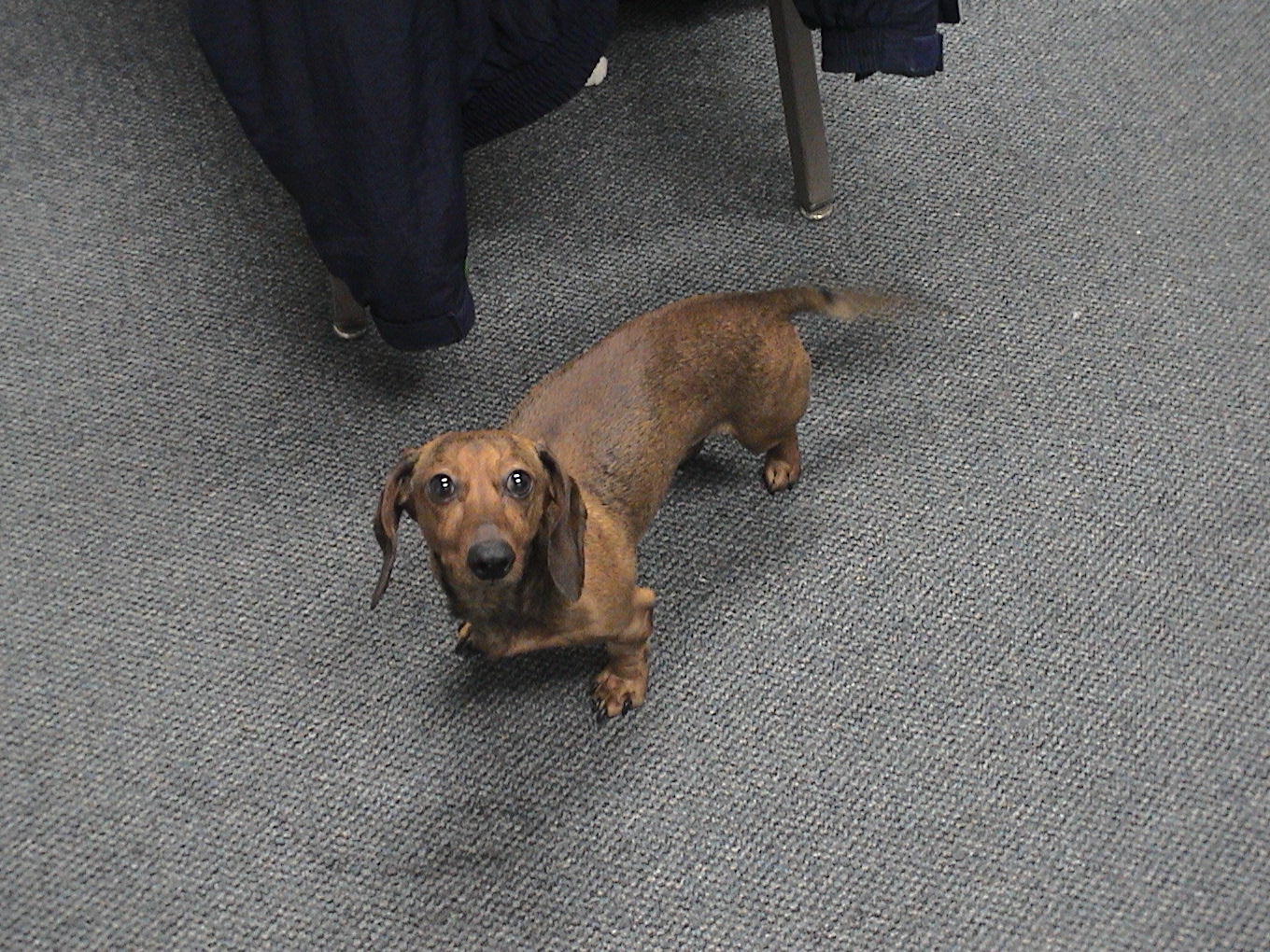 All Pets Veterinary Clinic Pet Health Cases IL