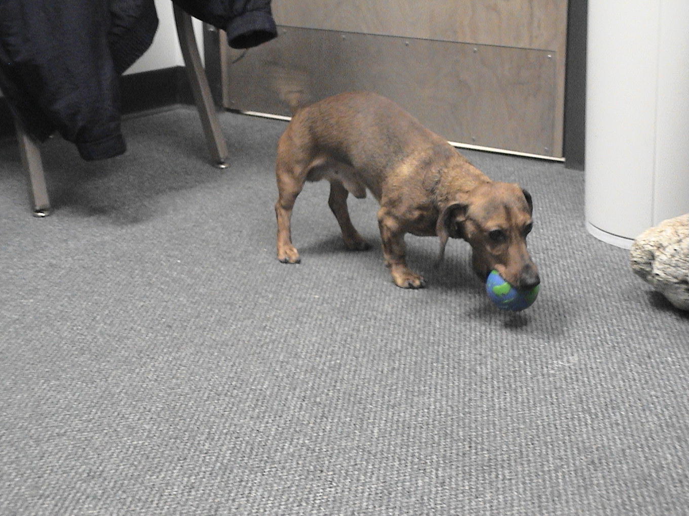 All Pets Veterinary Clinic Pet Health Cases IL