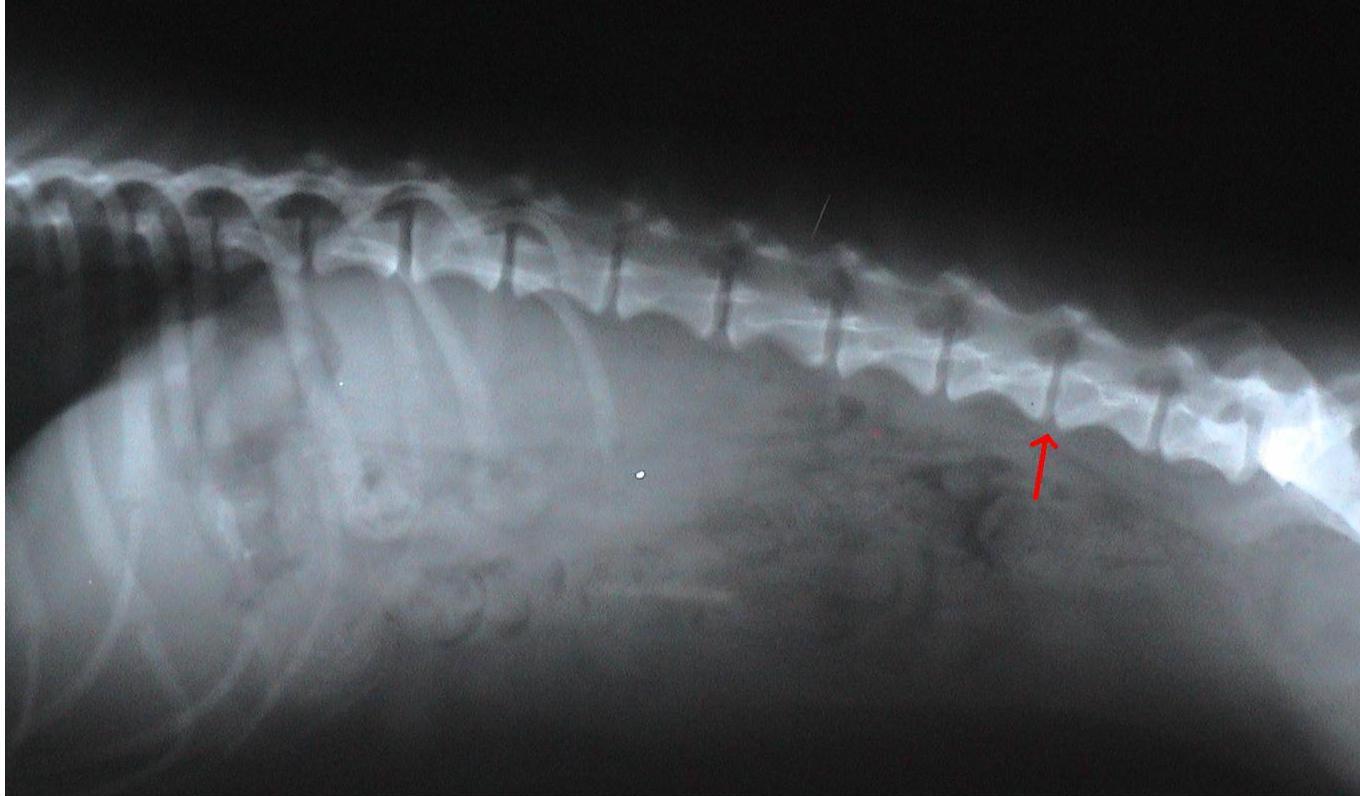 All Pets Veterinary Clinic Pet Health Cases IL