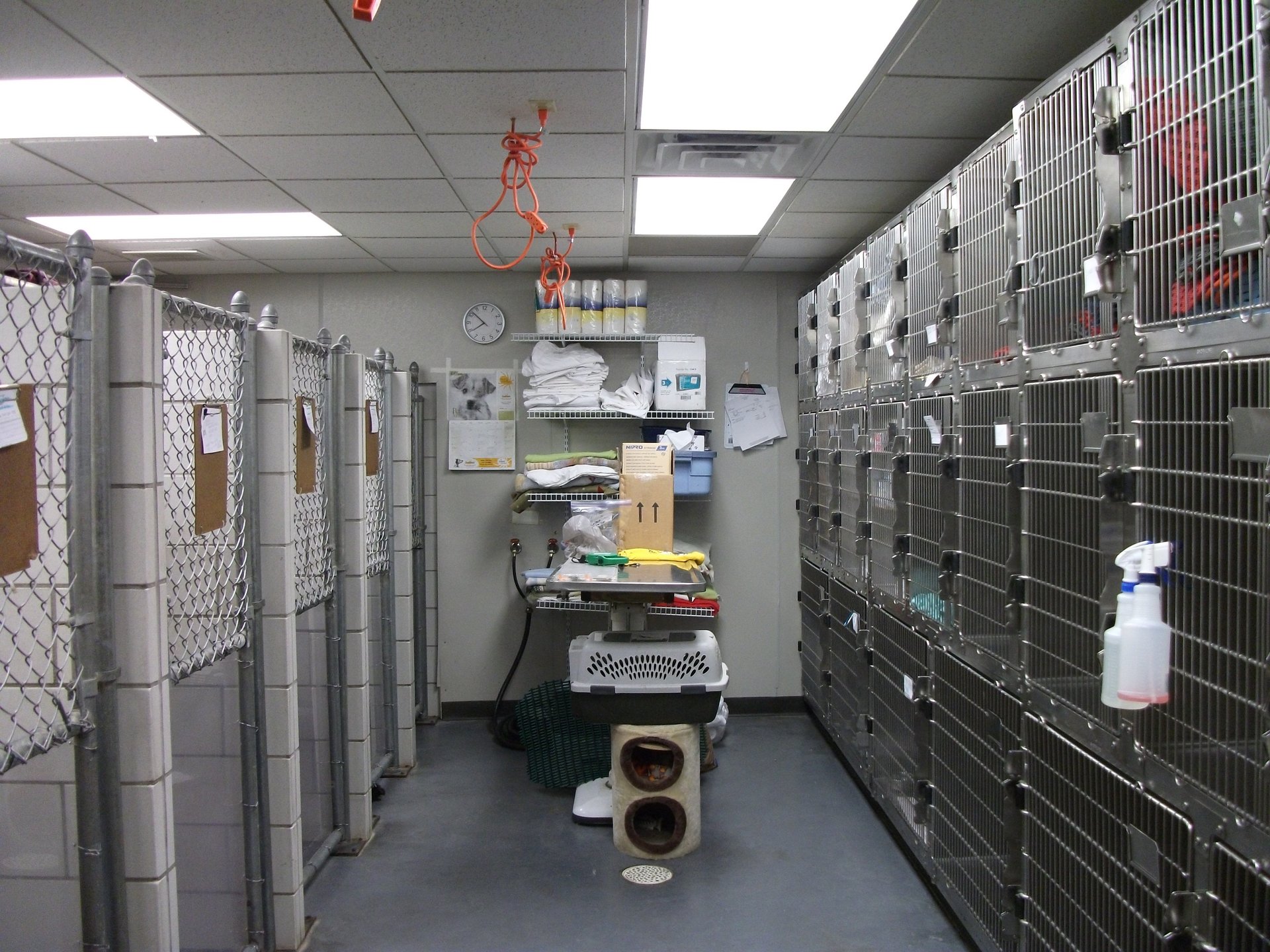 All Pets Veterinary Clinic Tour Gallery IL
