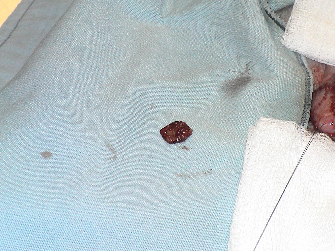 All Pets Veterinary Clinic Pet Health Cases IL