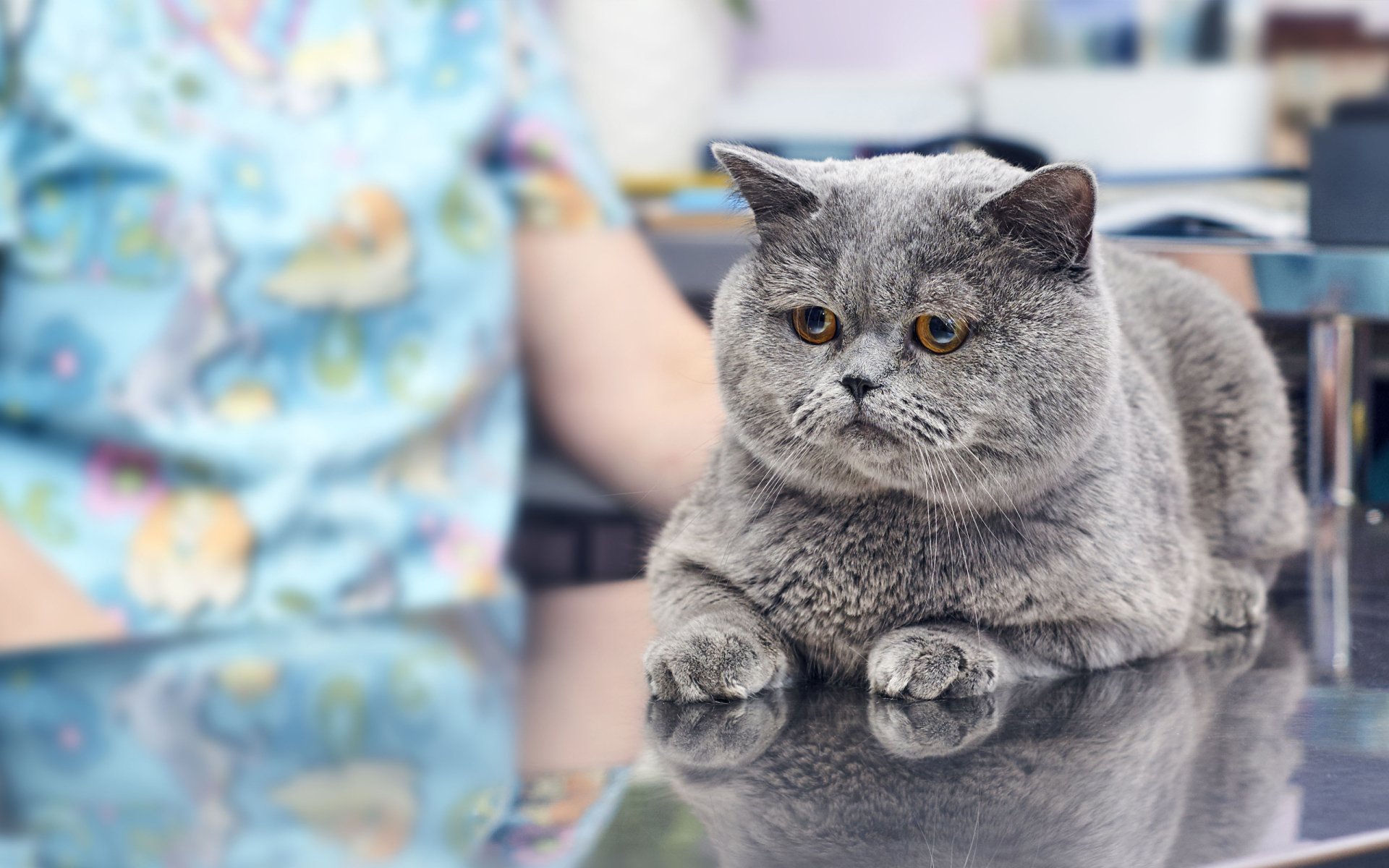 Black Hills Animal Hospital Pet Care Rapid City, SD