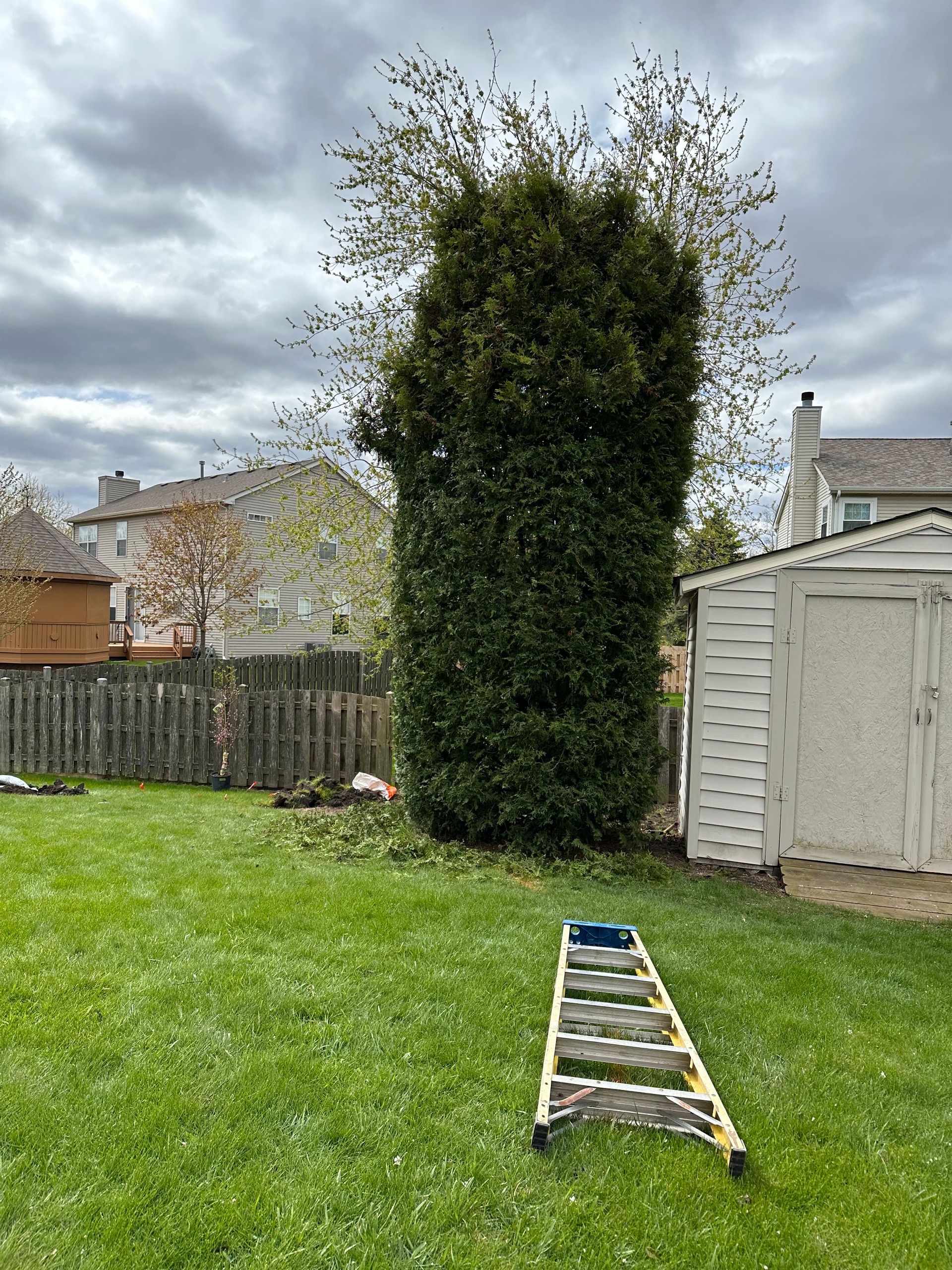 Trimming arborvitae tree